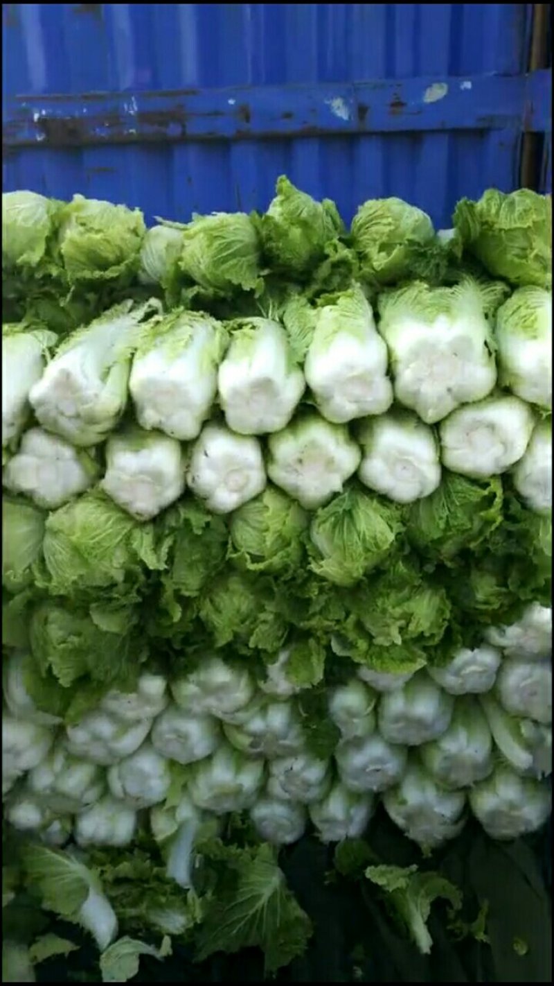 包心黄心菜4--6斤净菜