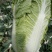 包心黄心菜4--6斤净菜