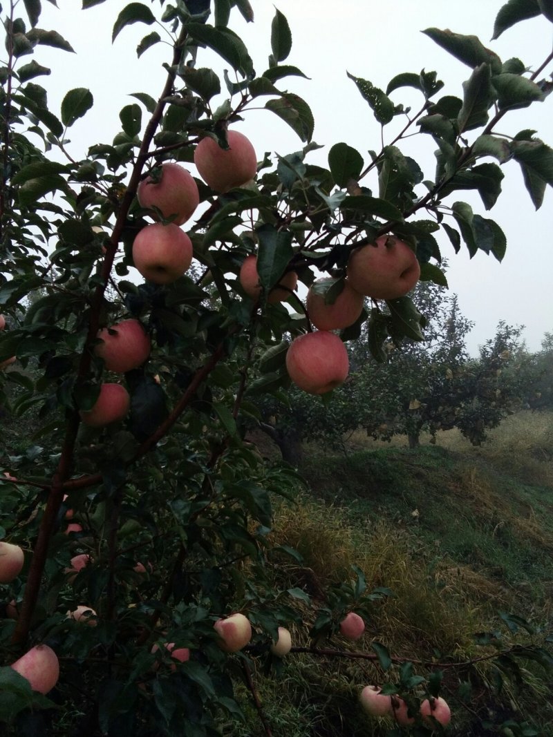 寒富苹果