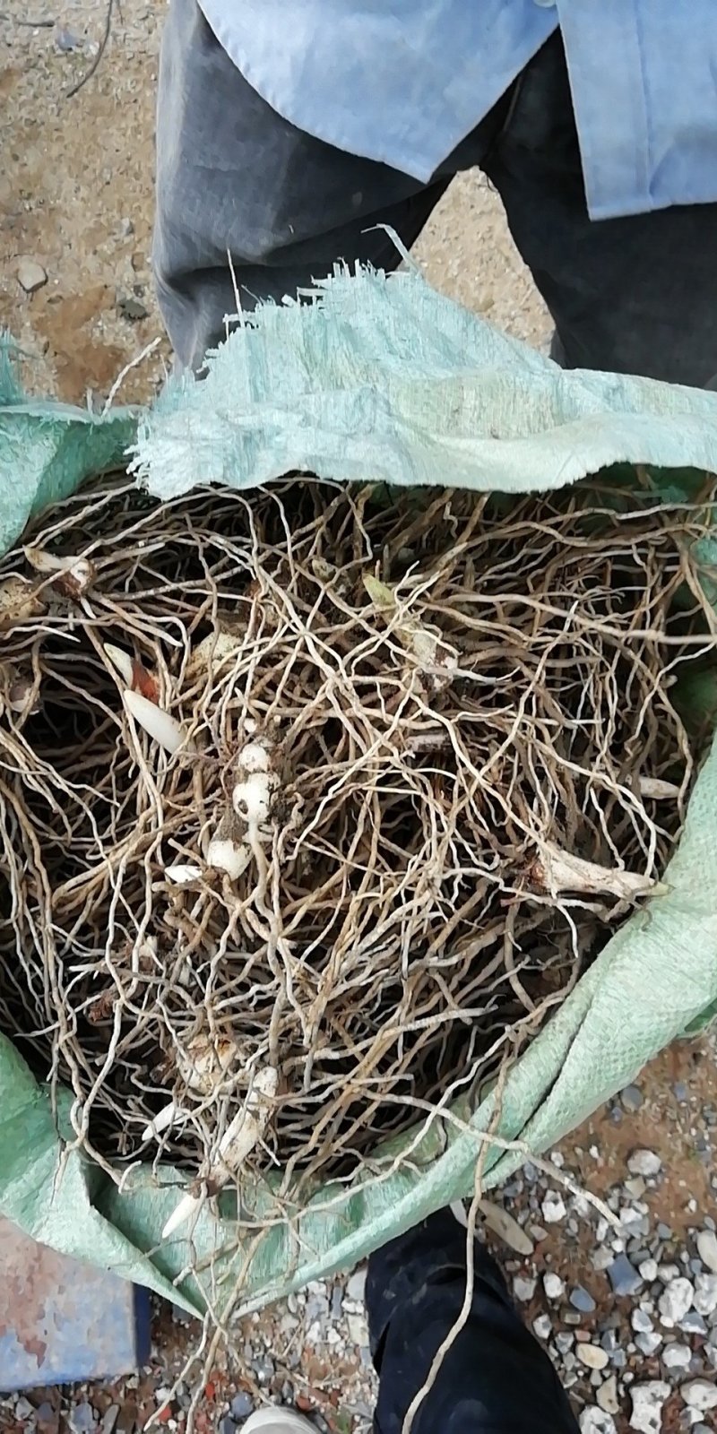 白芨大量供应精品货源一手直供量大从优