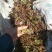 红油香椿苗大棚用陆地用香椿苗0.4-4公分有货