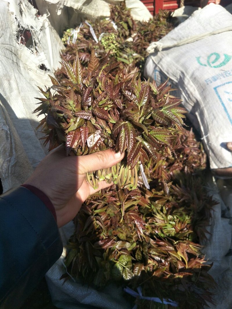 红油香椿苗大棚用陆地用香椿苗0.4-4公分有货