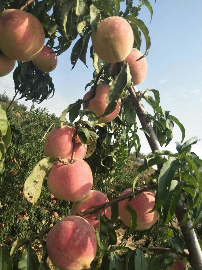 红富士苹果产地直供货源充足质量保证欢迎咨询