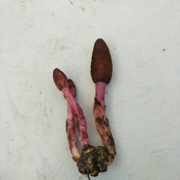 纯野生蛇菰