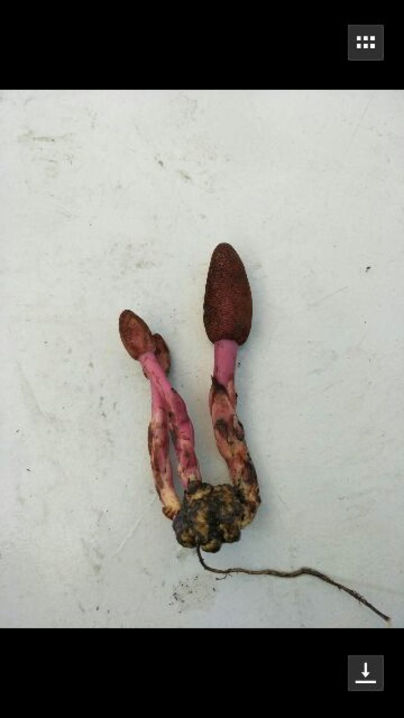 纯野生蛇菰
