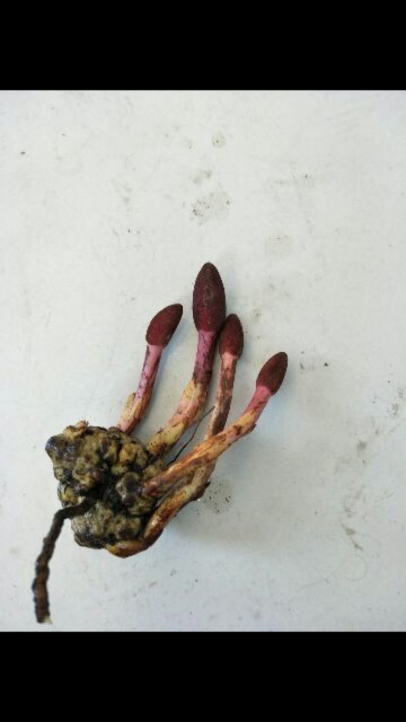 纯野生蛇菰
