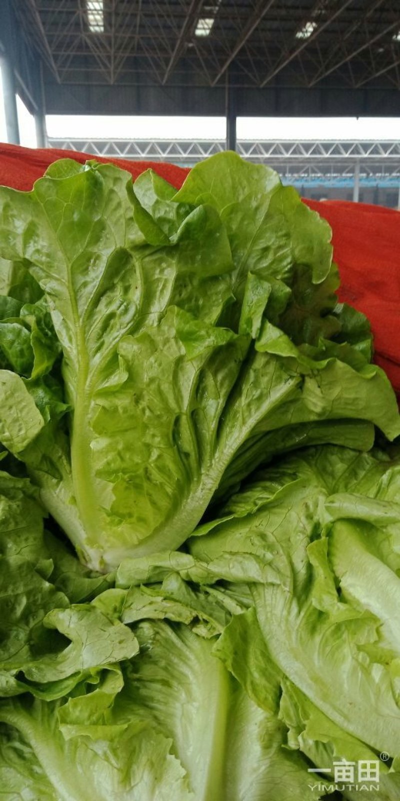 利大利生菜