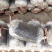 平菇菌棒23✘46