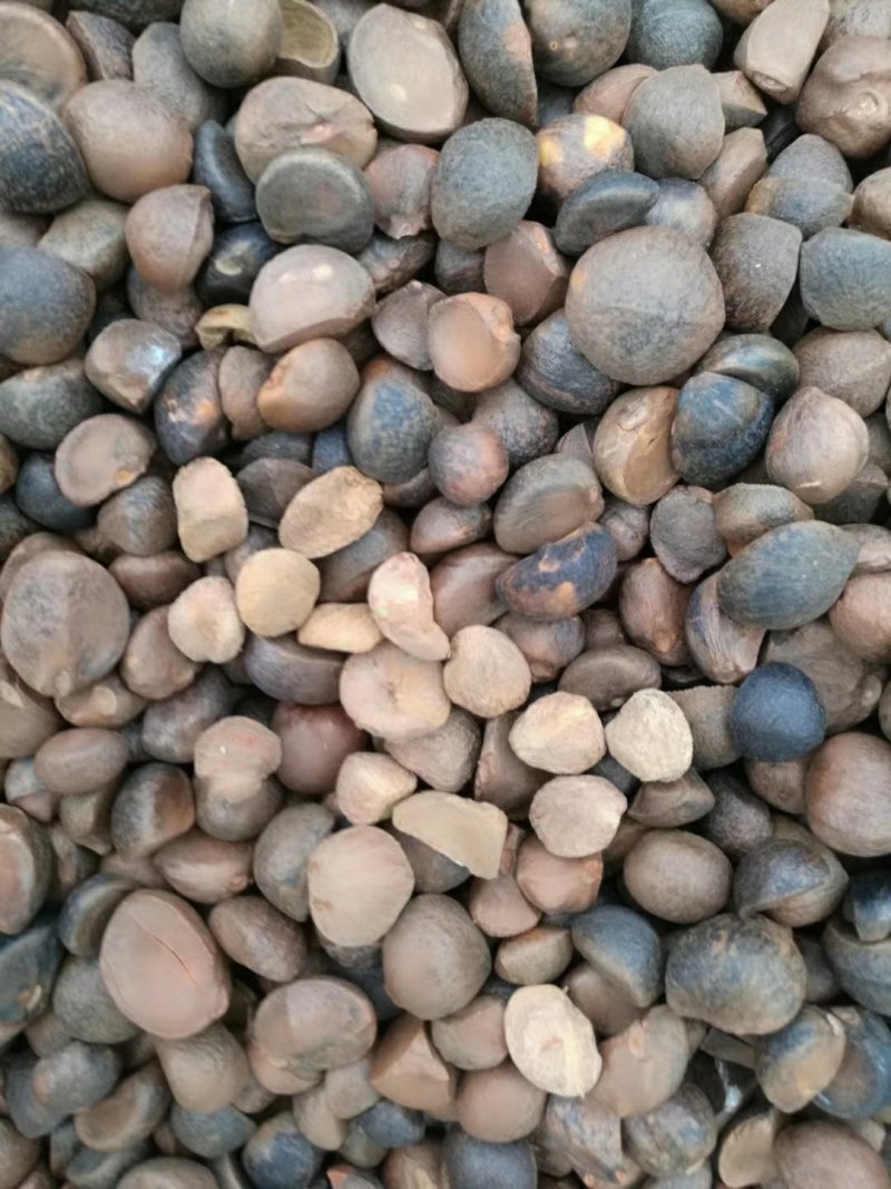 大别山野生油茶