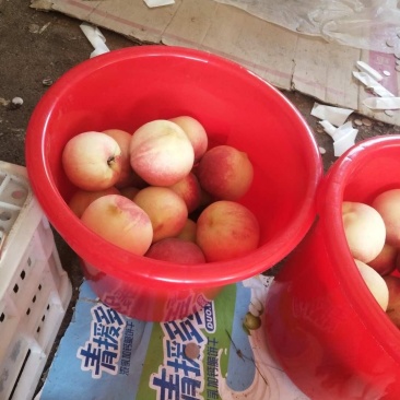 毛桃，