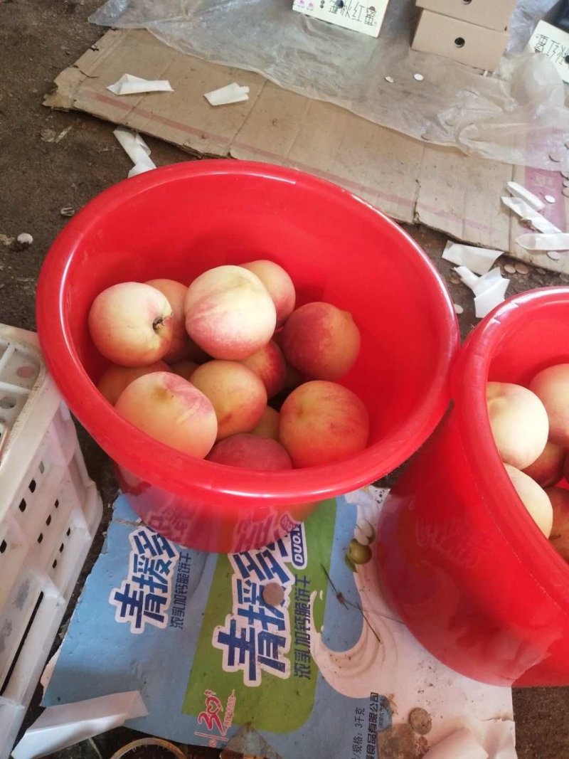毛桃，