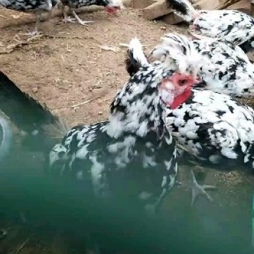 贵妃鸡，