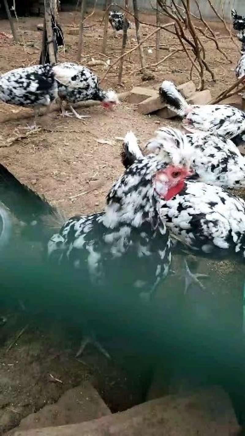 贵妃鸡，