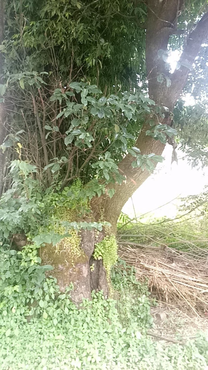 大直径各种花木果木出售