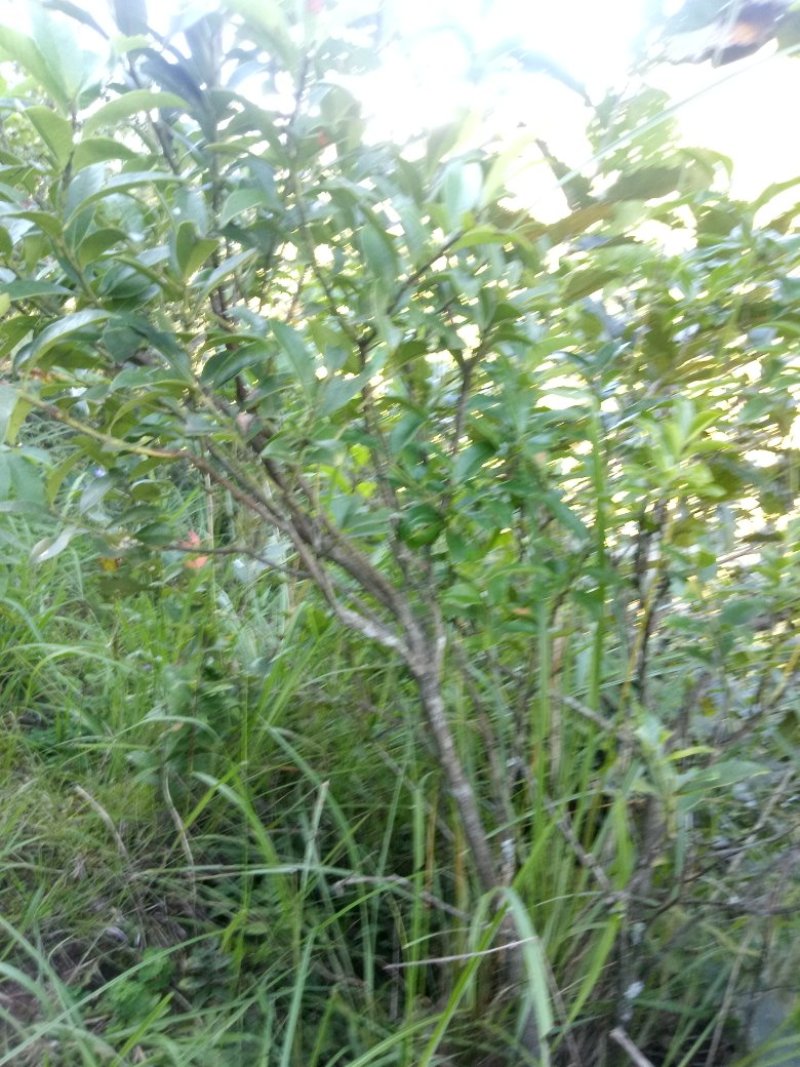 大直径各种花木果木出售