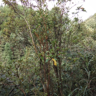 我有大量的映山红