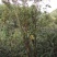 我有大量的映山红