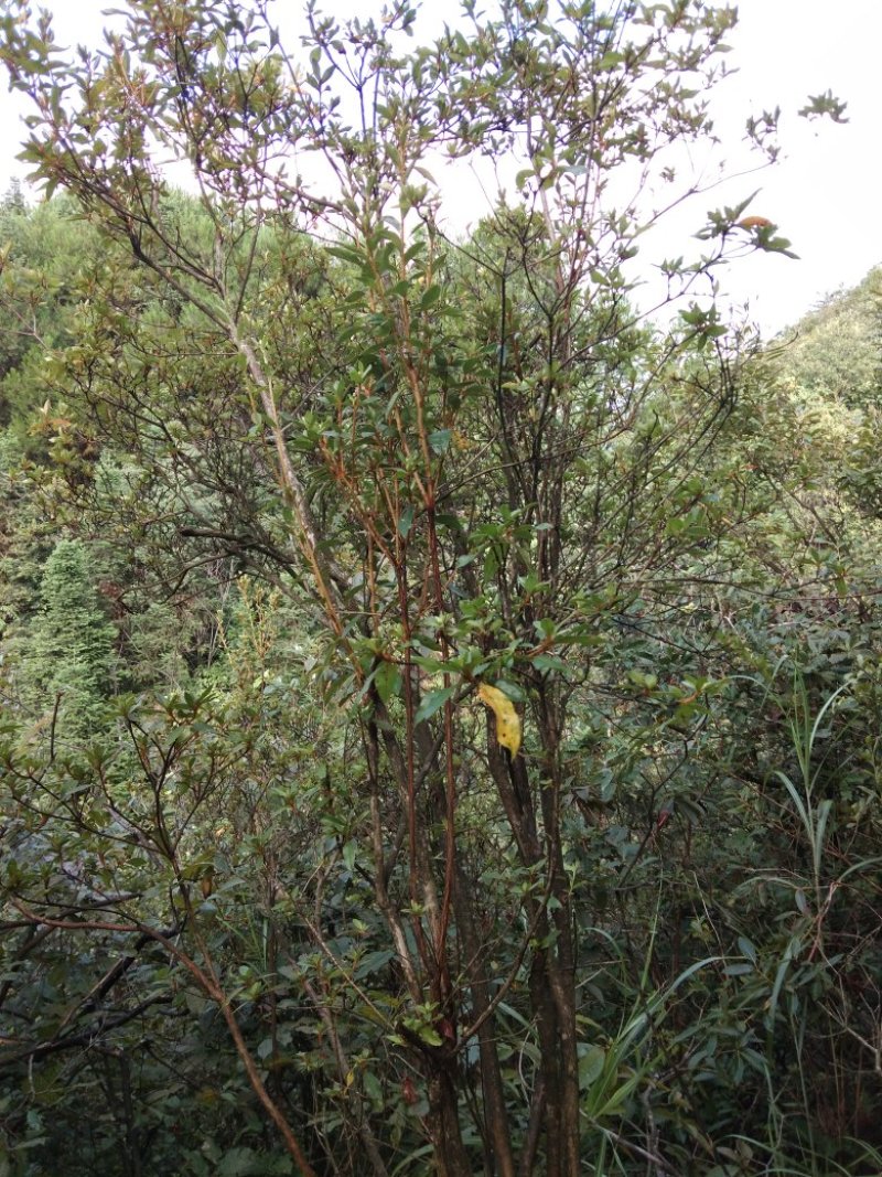 我有大量的映山红