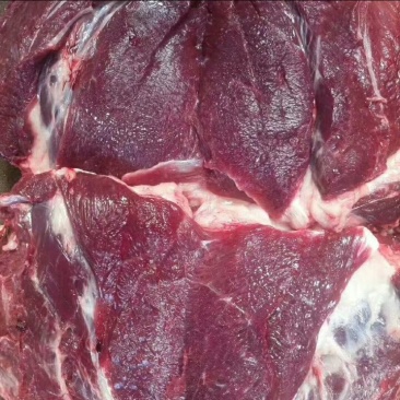 活驴鲜驴肉带皮驴肉驴排驴踢可货发全国