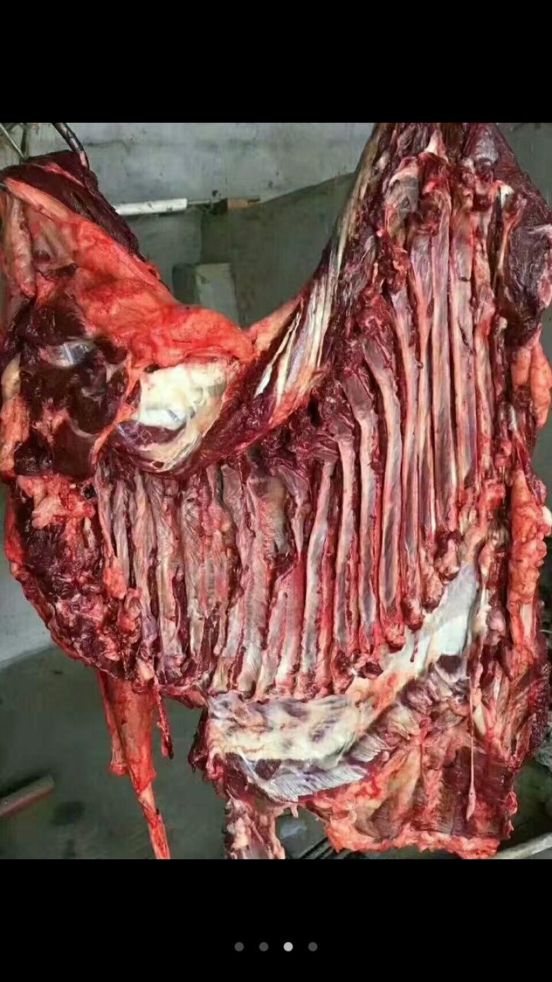 活驴鲜驴肉带皮驴肉驴排驴踢可货发全国