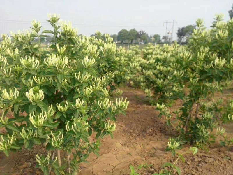 四季金银花苗根系发达成活率高品种优良南北种植包
