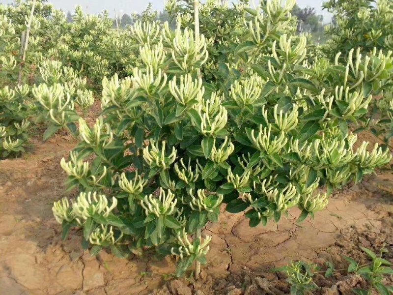 四季金银花苗根系发达成活率高品种优良南北种植包