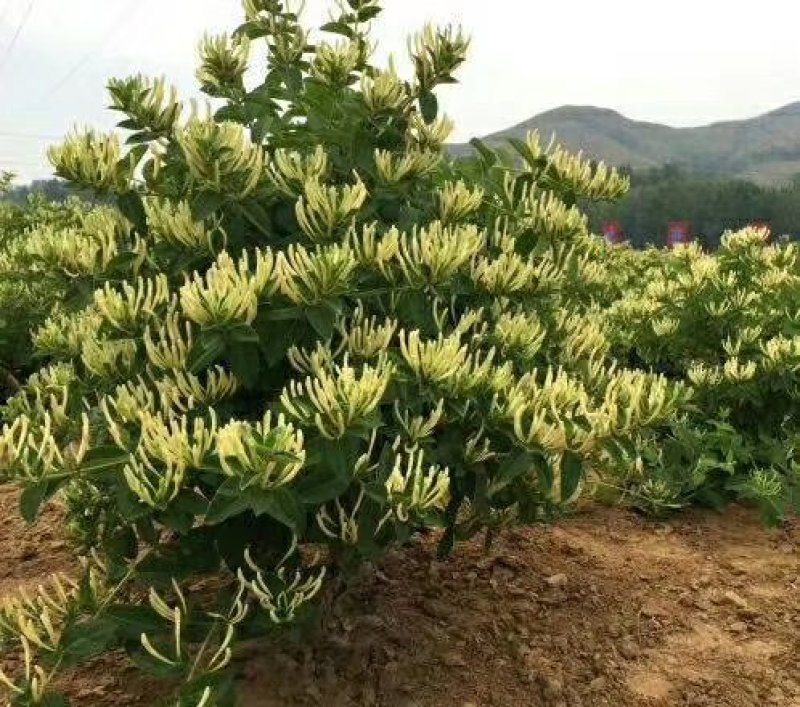 四季金银花苗根系发达成活率高品种优良南北种植包