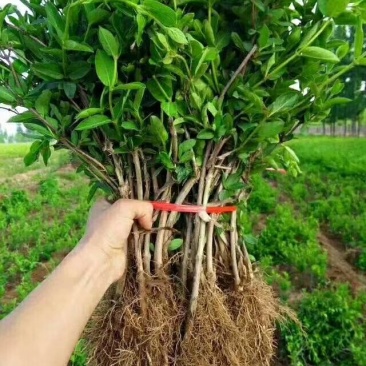 四季金银花苗根系发达成活率高品种优良南北种植包