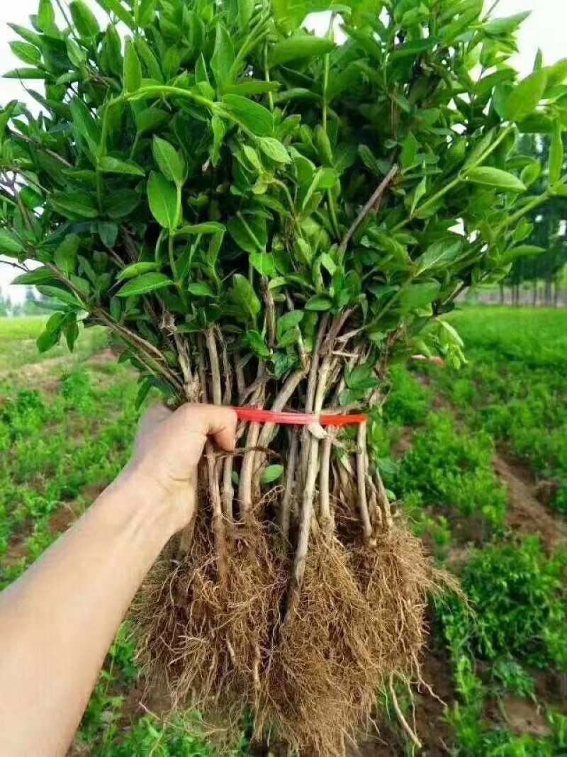 四季金银花苗根系发达成活率高品种优良南北种植包