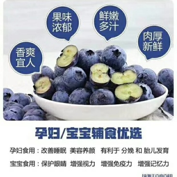 蓝莓苗裕民苗木专业合作社
