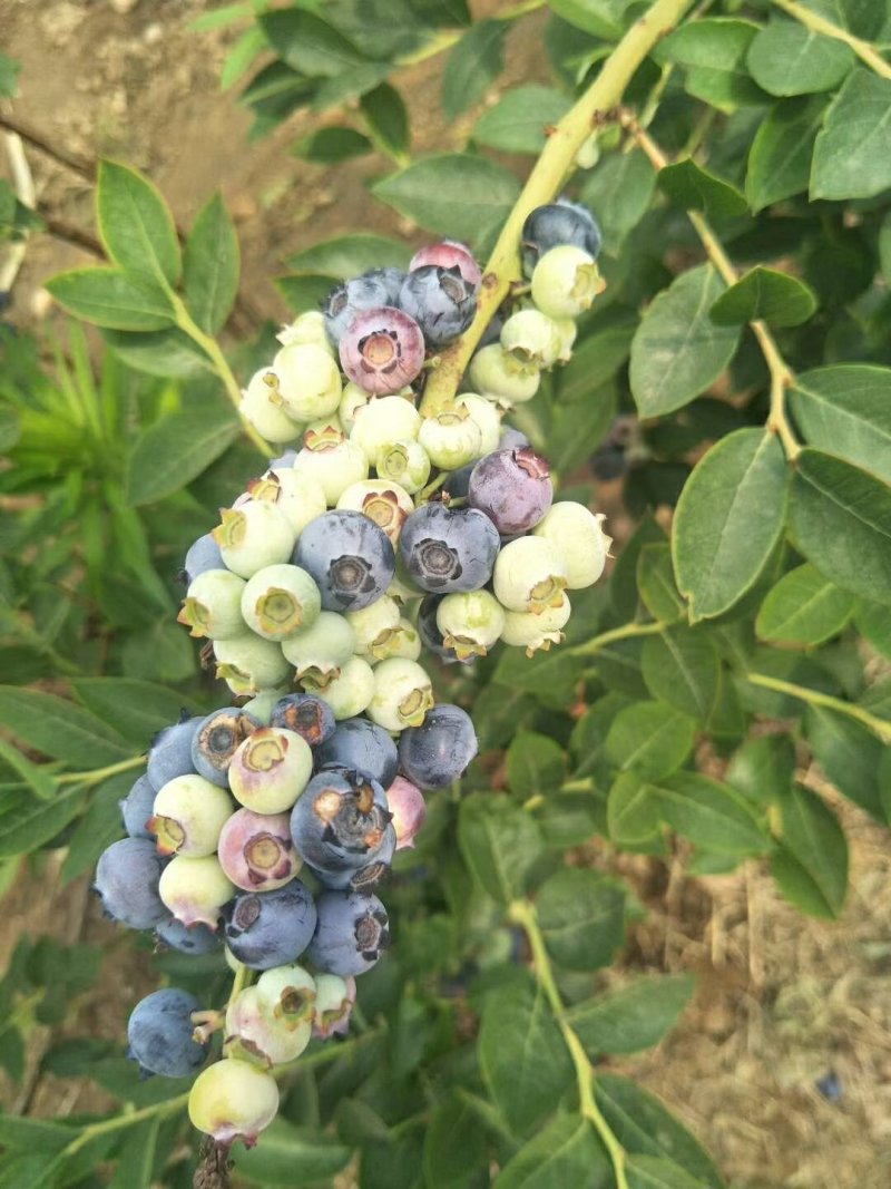 蓝莓苗裕民苗木专业合作社