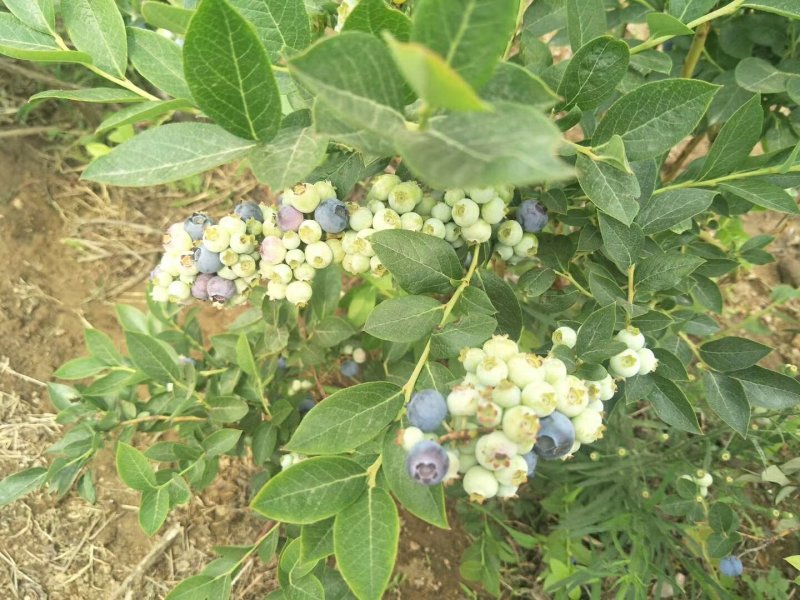 蓝莓苗裕民苗木专业合作社