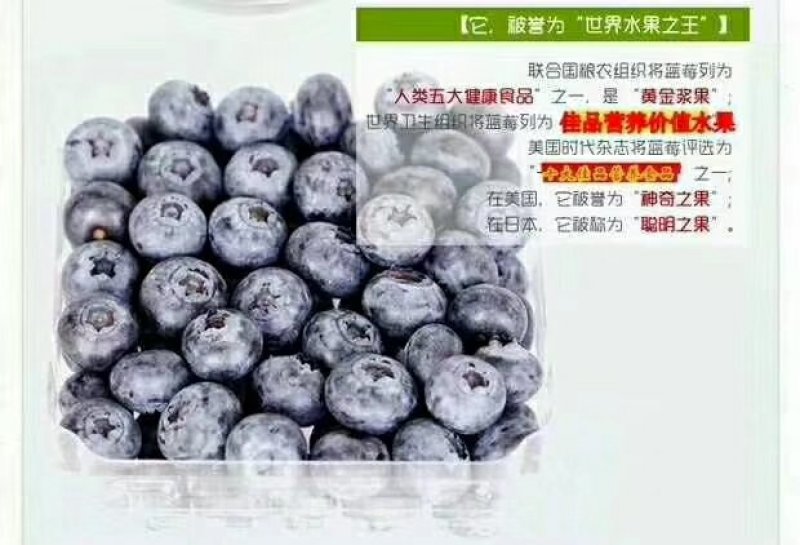 蓝莓苗裕民苗木专业合作社