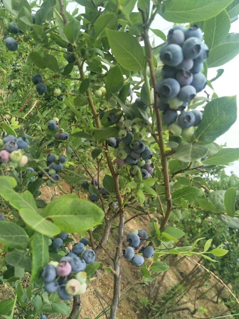 蓝莓苗裕民苗木专业合作社