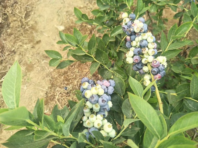蓝莓苗裕民苗木专业合作社