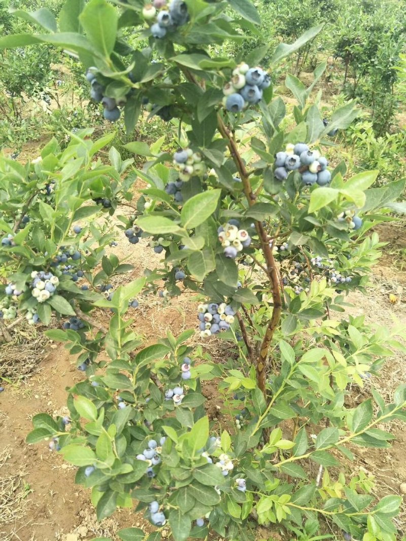 蓝莓苗裕民苗木专业合作社