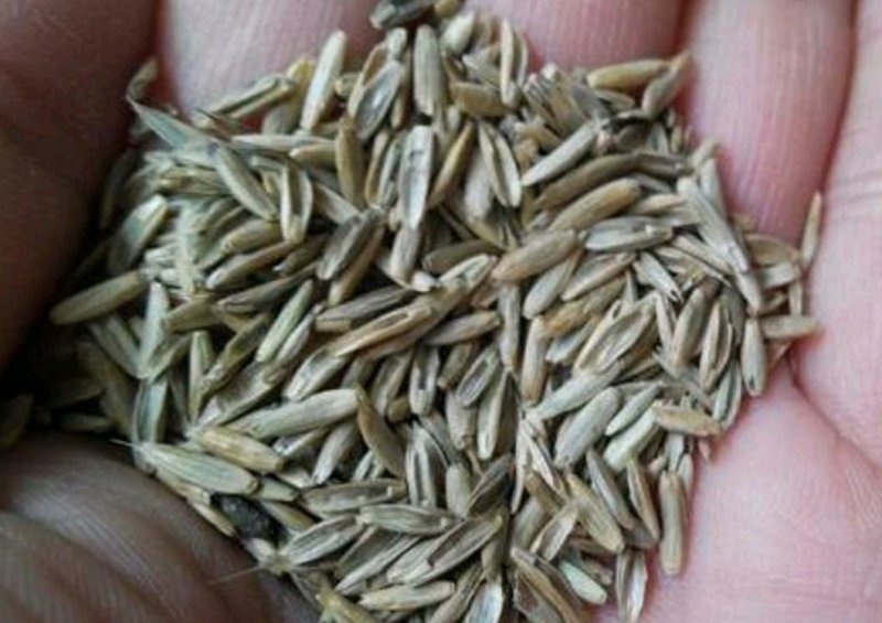 高羊茅草种，高羊茅种子，草坪种子