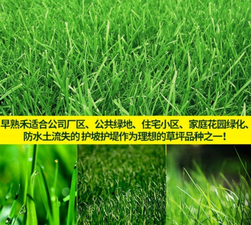 高羊茅草种，高羊茅种子，草坪种子
