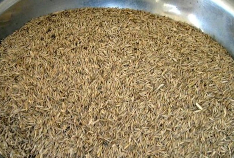 高羊茅草种，高羊茅种子，草坪种子