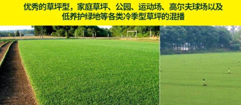 高羊茅草种，高羊茅种子，草坪种子