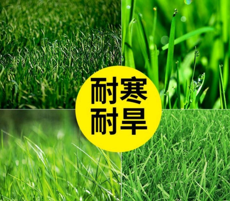 高羊茅草种，高羊茅种子，草坪种子