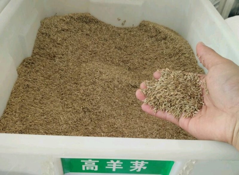 高羊茅草种，高羊茅种子，草坪种子