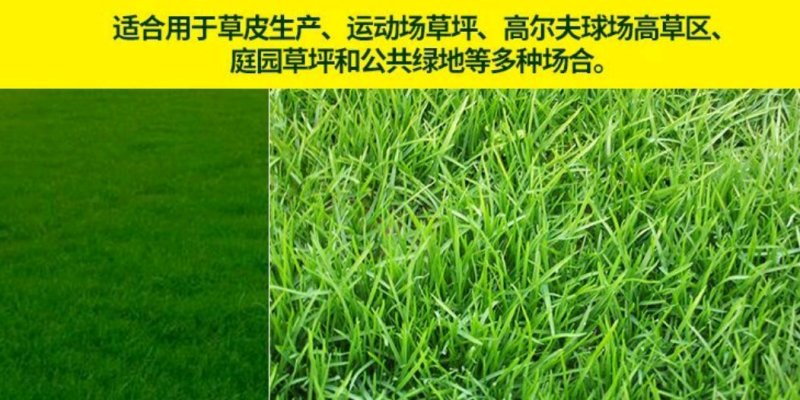高羊茅草种，高羊茅种子，草坪种子