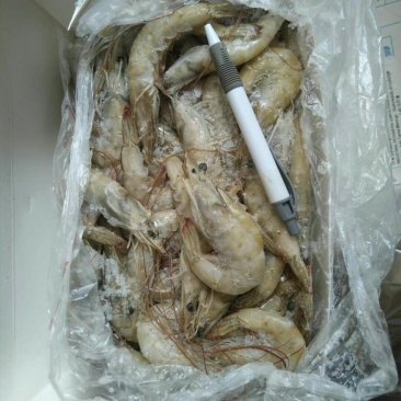 厄瓜多尔虾