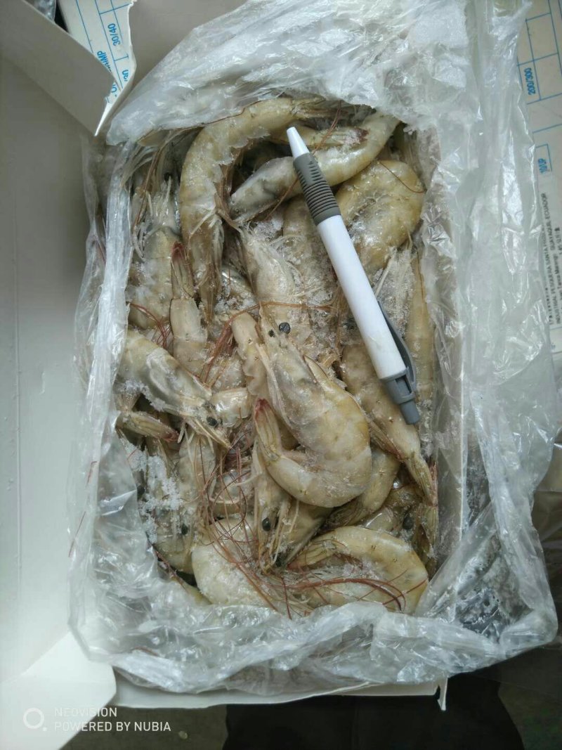 厄瓜多尔虾