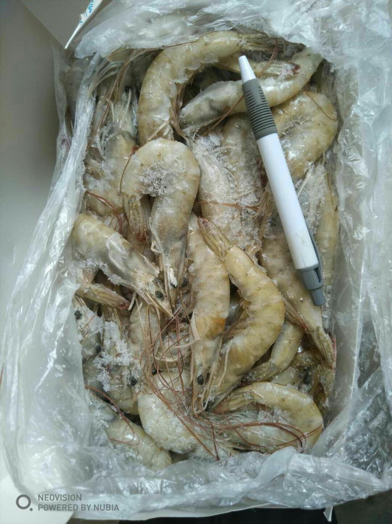 厄瓜多尔虾