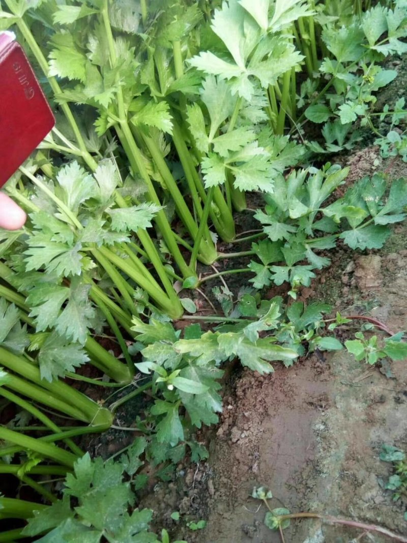 **唐山精品小棵西芹棵均匀色泽亮供应各大市场，可视频看货