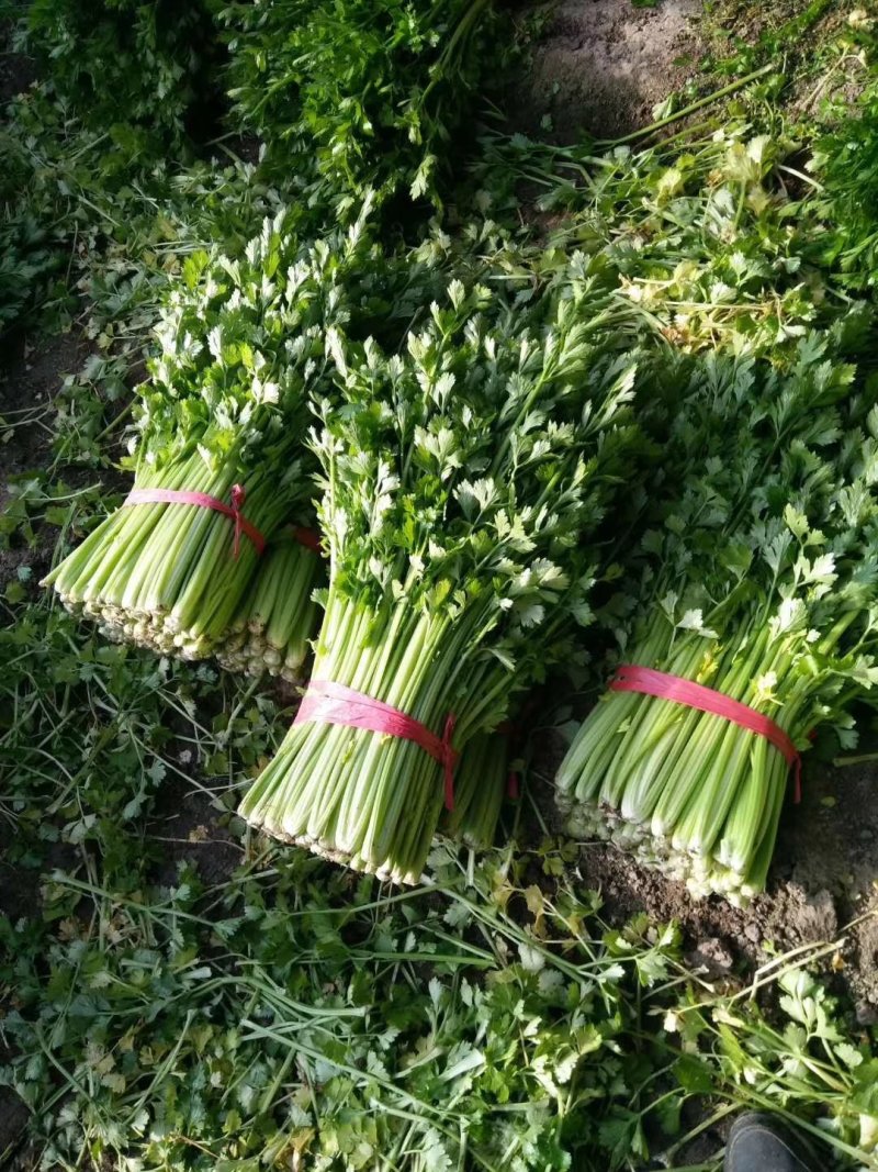**唐山精品小棵西芹棵均匀色泽亮供应各大市场，可视频看货
