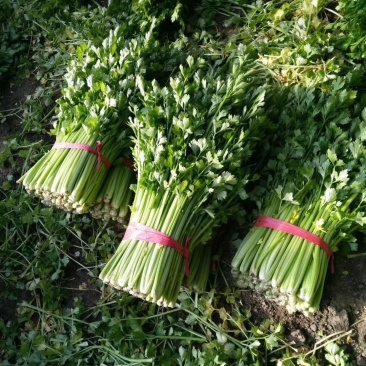 河北皇妃芹菜，棵均匀根白杆亮供应各大市场超市欢迎各地客商