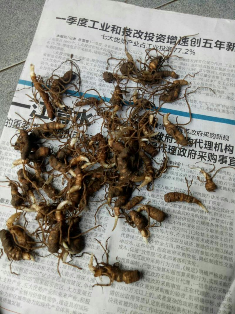 重楼苗